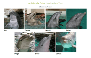 Delfin_Medizin